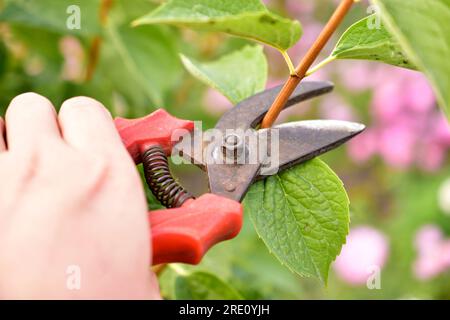 Gartenpflanzen mit einem Spezialschneider schneiden Stockfoto