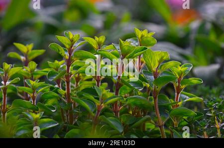 Nahaufnahme grüner frischer süßer Majoran (Origanum majorana) würzige Kraut-Sprossen, die wachsen, Ansicht aus der Nähe Stockfoto