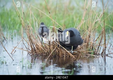 Weißgeflügeltes Beißnest, Provinz La Pampa, Patagonien, Argentinien. Stockfoto