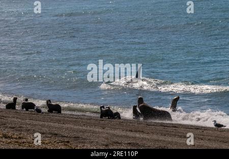 Orcas jagen Seelöwen, Halbinsel Valdes, Chubut, Patagonien, Argentinien. Stockfoto