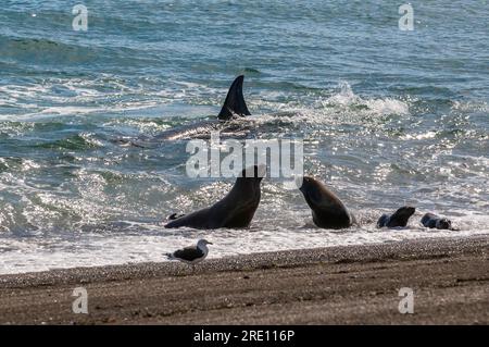 Orcas jagen Seelöwen, Halbinsel Valdes, Chubut, Patagonien, Argentinien. Stockfoto