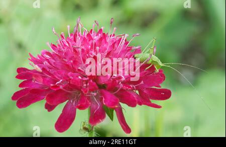 Gesprenkelte Buschkricket-Nympha, Leptophyen-Punktatissima, die auf lila Blüten kriechen, makedonische Krätze, Makro-Nahaufnahme. Stockfoto