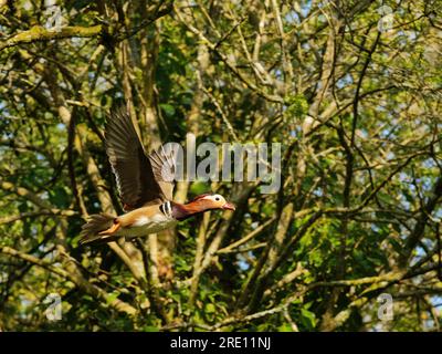 Mandarinente (Aix galericulata) drake im Flug durch dichte, uralte Laubwälder im Frühjahr, Forest of Dean, Gloucestershire, Großbritannien, Mai. Stockfoto