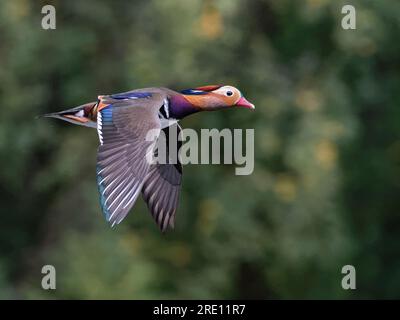 Mandarinente (Aix galericulata) drake im Flug über einen Waldteich, Forest of Dean, Gloucestershire, Großbritannien, Oktober. Stockfoto