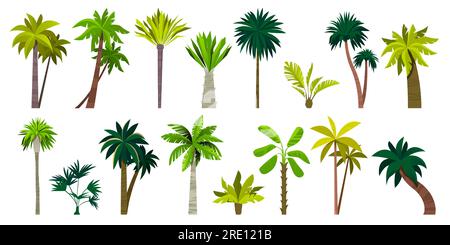 Verschiedene exotische Palmen. Tropische botanische Pflanzen mit Blättern, Karikatur im Stil eines Palmstumpfs, sommergrüne Pflanzen. Vektor isoliertes Set Stock Vektor