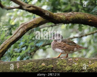 Mandarinente (Aix galericulata) drake im Sommer Sonnenfinsternis beim Wandern auf einem Ast über einem Waldteich, Forest of Dean, Gloucestershire, Großbritannien Stockfoto