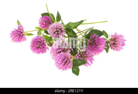 Kleeblumen isoliert auf weißem Hintergrund Stockfoto