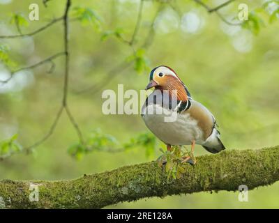 Mandarinente (Aix galericulata) drake hoch oben in einer alten englischen Eiche (Querucs robur) im Frühling, Forest of Dean, Gloucestershire, Großbritannien, Mai Stockfoto