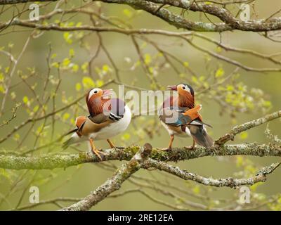 Die Mandarinente (Aix galericulata) hackt sich gegenseitig, während sie im Frühjahr auf einem Ast über einem Waldteich auf einem Ast sitzt, Forest of Dean, Gloucs, Vereinigtes Königreich Stockfoto