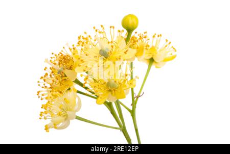Lindenblüten isoliert auf weißem Hintergrund Stockfoto