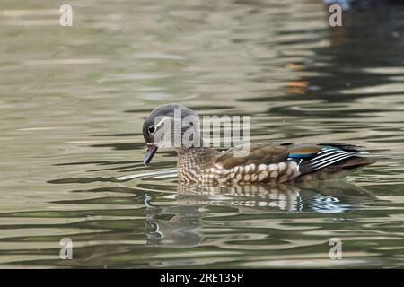 Mandarinente (Aix galericulata), weiblich, die nach unten blickt, während sie nach gefallenen Eicheln in einem Waldteich forscht, Forest of Dean, Gloucestershire, Großbritannien Stockfoto