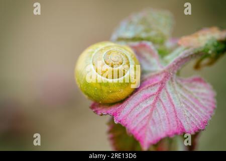 Schnecke auf rosa Blättern im Frühlingsweingarten. Ungefärbte gelbe Muschel Cepaea nemoralis auf Trauben, die blühen aus nächster Nähe. Kleiner Garten Zitronenschnecke auf Bu Stockfoto