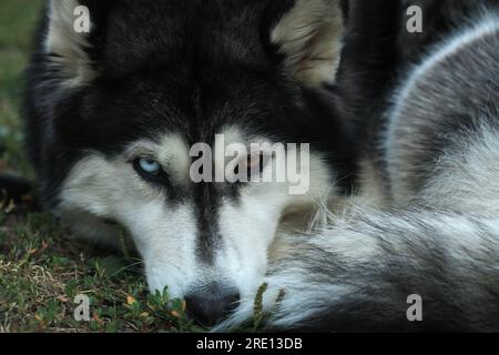 Porträt Sibirischer Husky mit verschieden farbigen Augen. Kopfschuss-süßes junges Haustier mit Heterochromie, blauem und braunem Auge. Reinrassiger Hundekopf Stockfoto