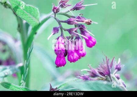 Im Sommergarten wachsen braune Blumen. Auf der Frühlingswiese wachsen violette Symphytum officinale Staublüten. Frische Wildblumen c Stockfoto