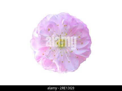 Japanische Kirschblüten mit weicher Frühlingsblüte, isoliert auf weißem Hintergrund. Das Symbol mit dem Ausschnitt des pinkfarbenen Sakura-Blumenkopfes wird Nahaufnahme angezeigt. Sakura blühende Schönheitspflanze Stockfoto