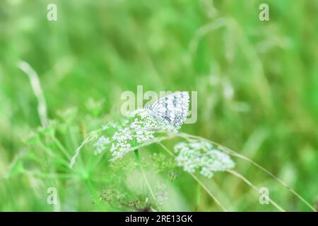 Marmorierter weißer Schönheitsschmetterling, der auf KuhPetersilie-Blumen im Frühlingsfeld sitzt. Melanargia galathea sitzt auf Anthriscus sylvestris im Sommer Meado Stockfoto