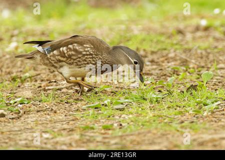 Mandarinente (Aix galericulata) Weibchen, die im Frühjahr neues Gras auf einem Waldboden weidet, Forest of Dean, Gloucestershire, Großbritannien, Mai. Stockfoto