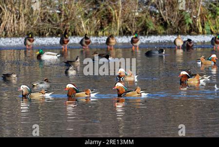 Mandarinente (Aix galericulata) Enten und Drachenvögel, die auf einem teilweise gefrorenen Waldteich umhertreiben, Forest of Dean, Gloucestershire, Vereinigtes Königreich, Dezember. Stockfoto