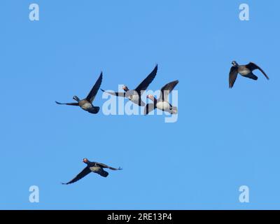 Mandarinente (Aix galericulata) Gruppe von Drachenvögeln und weiblichen Tieren, die über dem Dach fliegen, Forest of Dean, Gloucestershire, Vereinigtes Königreich, Dezember. Stockfoto