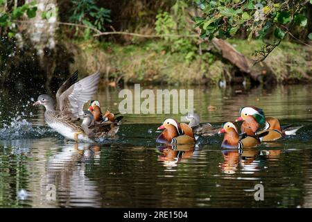 Mandarinente (Aix galericulata), weiblich, die aus einer Gruppe von Drachenvögeln und Enten, die in einem Waldteich schwimmen, Forest of Dean, Gloucestershire, Vereinigtes Königreich Stockfoto