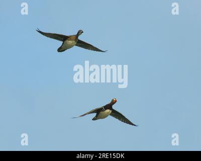 Mandarine Duck (Aix galericulata) Pair Flying Overhead, Forest of Dean, Gloucestershire, Großbritannien, Februar. Stockfoto