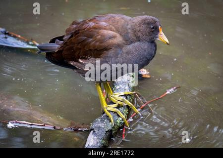 Jungfüßler, der auf dem Stamm im Wasser steht. Stockfoto