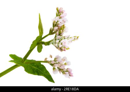 Buchweizenblüten isoliert auf weißem Hintergrund Stockfoto