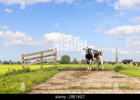 Kuh und Tor auf landwirtschaftlichen Flächen, hellgrüne Wiese mit Himmel mit Wolken und Horizont im Hintergrund und Kopierraum Stockfoto