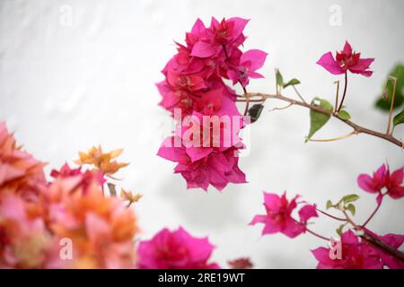 Kultivar "Great Bougainvillea" (Bougainvillea spectabilis) mit tiefrosa Armbändern: (Pix Sanjiv Shukla) Stockfoto