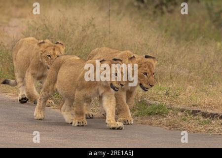 Drei Löwenjungschwestern machen einen zügigen Spaziergang in der Morgensonne im Kruger-Nationalpark, Südafrika Stockfoto