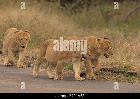 Drei Löwenjungen wandern mit Absicht im Morgensonnenlicht im Kruger-Nationalpark, Südafrika Stockfoto