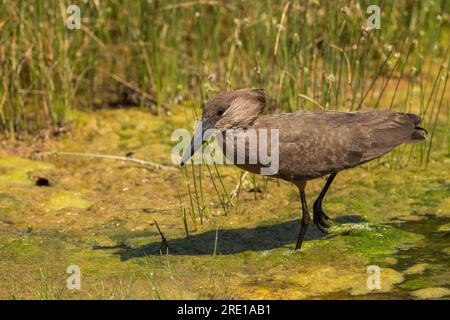 Ein einziger Hamerkop waten in seinem natürlichen Lebensraum im Kruger-Nationalpark, Südafrika Stockfoto