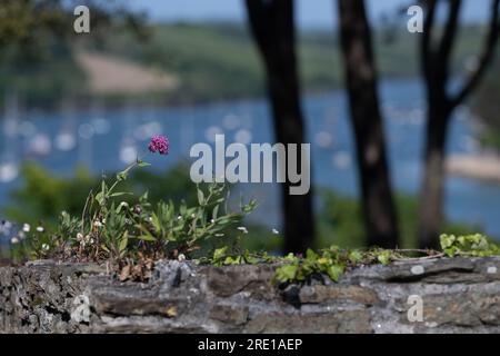 Rote Valarienblume, die auf einer Steinmauer wächst, zusammen mit Gänseblümchen, angelegten Yachten im Salcombe Harbour im weichen Fokus im Hintergrund, sonniger Tag Stockfoto