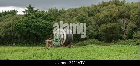Bewässerungssystem auf dem Feld vollständig gewickelter Schlauch auf Rolle in einem Feld von Kartoffelpflanzen mit dunklem bedrohlichen Himmel Stockfoto
