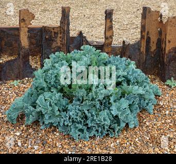 Ein Hügel von Grünkohl, der vor einem rostenden und zersplitterten Wellenbrecher an einem Kieselstrand wächst. Bawdsey, Suffolk Stockfoto