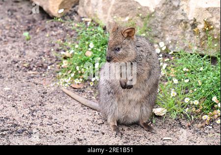 Stuttgart, Deutschland. 24. Juli 2023. Ein Quokka aus Australien steht in seinem neuen Außenbereich im neu eröffneten Australia House Terra Australis in Wilhelma Stuttgart. Wilhelma hatte etwa vier Jahre damit verbracht, das ehemalige Affenhaus aus den 1970er Jahren in „Terra Australis“ umzuwandeln. Kredit: Bernd Weißbrod/dpa/Alamy Live News Stockfoto