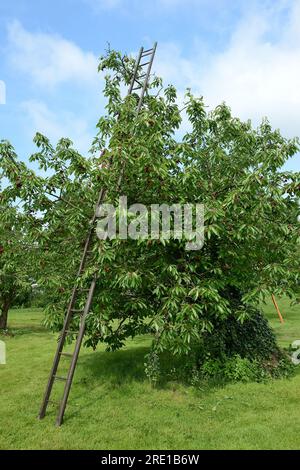 Le Mesnil sous Jumieges: Kirschernte im seine-Tal (Nordfrankreich). Kirschbaum, prunus avium. Kirschbaum und Holzleiter Stockfoto