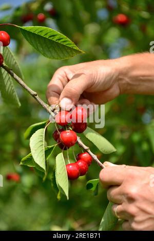 Le Mesnil sous Jumieges: Kirschernte im seine-Tal (Nordfrankreich). Kirschbaum, prunus avium. Hände pflücken Kirschen Stockfoto