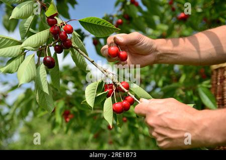Le Mesnil sous Jumieges: Kirschernte im seine-Tal (Nordfrankreich). Kirschbaum, prunus avium. Hände pflücken Kirschen Stockfoto