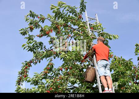 Le Mesnil sous Jumieges: Kirschernte im seine-Tal (Nordfrankreich). Ein Mann, der auf einer Leiter steht und Kirschen von einem Kirschbaum pflückt, prunus AV Stockfoto