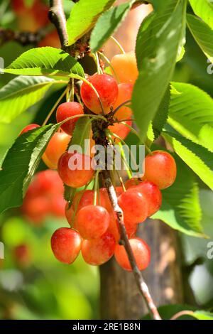 Le Mesnil sous Jumieges: Kirschernte im seine-Tal (Nordfrankreich). Kirschbaum prunus avium Stockfoto