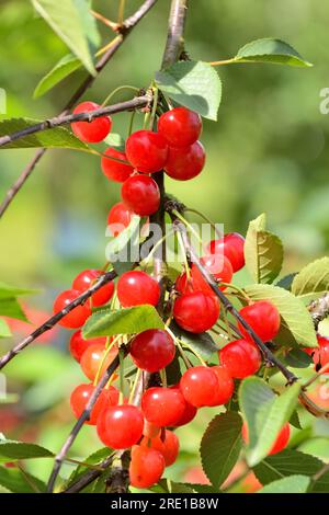 Le Mesnil sous Jumieges: Kirschernte im seine-Tal (Nordfrankreich). Kirschbaum, prunus avium Kirschen Stockfoto