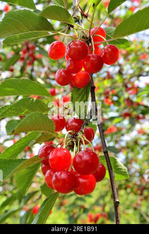 Le Mesnil sous Jumieges: Kirschernte im seine-Tal (Nordfrankreich). Kirschbaum, prunus avium Kirschen Stockfoto