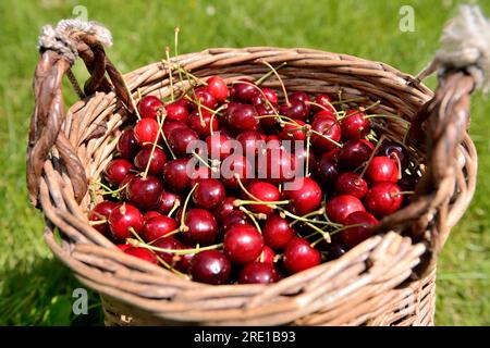 Le Mesnil sous Jumieges: Kirschernte im seine-Tal (Nordfrankreich). Korb mit Kirschen, prunus avium Stockfoto