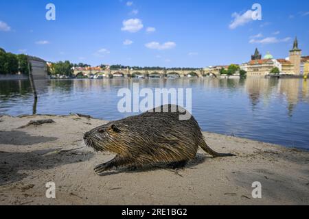 Nutria auf der Insel Strelecky auf der Moldau im Stadtzentrum von Prag, 11. Juli 2023. Im Hintergrund ist die Karlsbrücke. (CTK Foto/Vit Simanek) Stockfoto