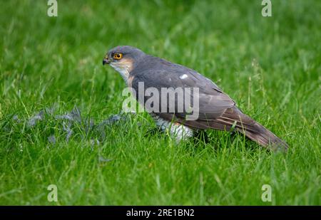 Sparrowkawk auf Töten im englischen Garten Stockfoto