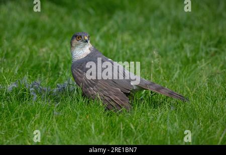 Sparrowkawk auf Töten im englischen Garten Stockfoto