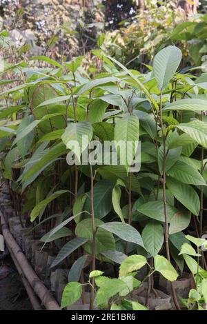 dipterocarpus turbinatus eine wichtige Quelle des Holzes wird häufig in der Sperrholzindustrie verwendet Stockfoto