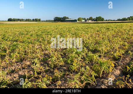 Kartoffelfeld im Departement seine Maritime (Nordfrankreich) im Sommer. Kartoffelpflanzen mit toten Blättern und Bauernhöfe im Hintergrund Stockfoto