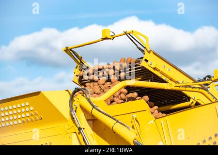 Kartoffelernte: Kartoffeln in der Mitte des Feldes ausgraben. Kartoffelerntemaschine ROPA Keiler 2 Manitou Kartoffeln, Knolle mit rosa Haut auf einem Förderband Stockfoto